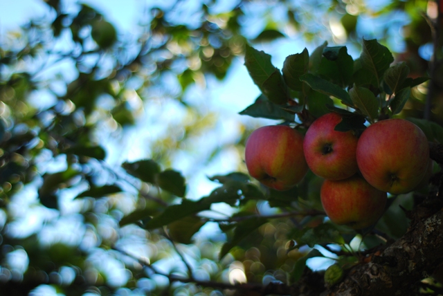 Apples at Merridale Cidery