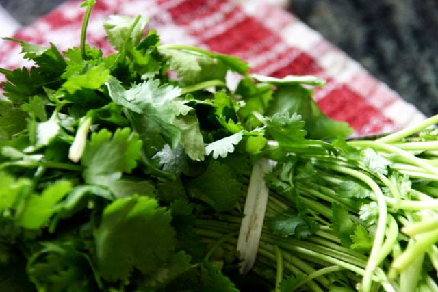 Cilantro