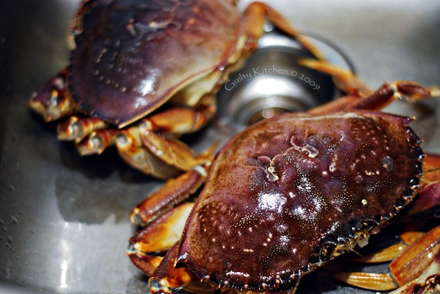 Dungeness Crab waiting...