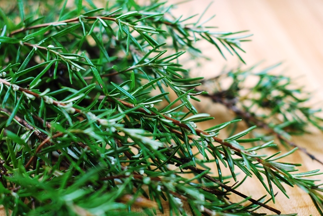 Fresh Rosemary Sprig