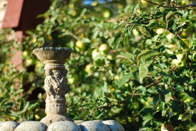 Apples at Merridale Cidery