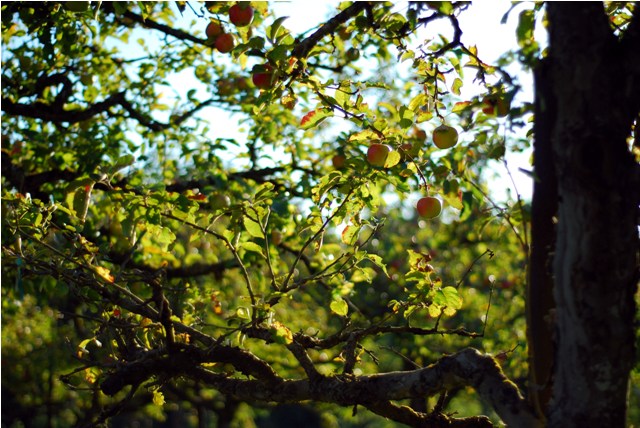 Apples at Merridale Cidery