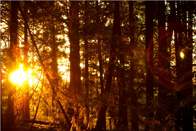 Sunset Camping 1 small