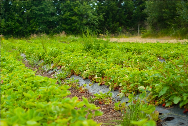 Strawberry Patch 1