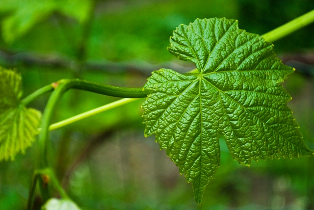 grape leaf