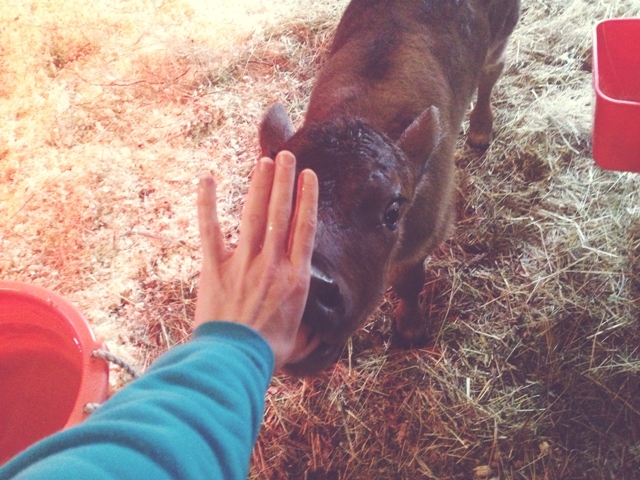 Little Bo the baby cow