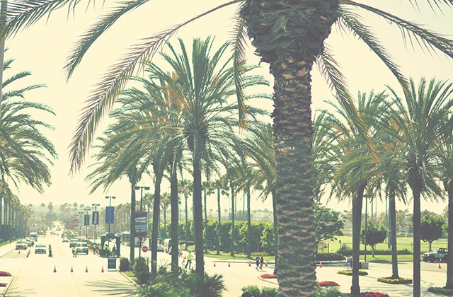 palm_trees1-2