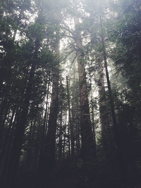 Cedars in the Mist-2