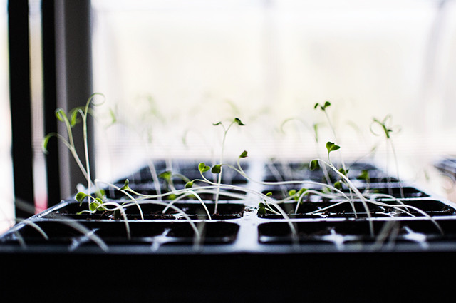 cauliflower-shoots1-2